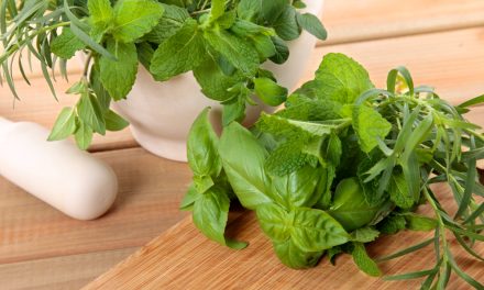 Growing basil year-round indoors