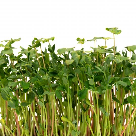 How to grow Microgreens