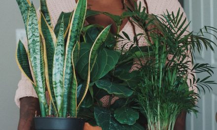 No Green Thumb Required: 7 Houseplants That Are Nearly Impossible to Kill