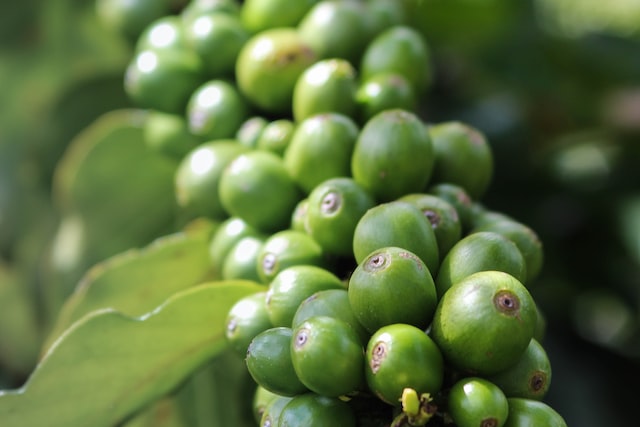 How to grow a vanilla plant indoors