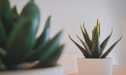 How to grow an Aloe plant at home