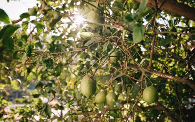 Green Lemons Add a Splash of Citrus to Your Cooking