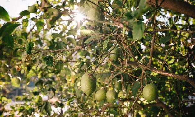 Green Lemons Add a Splash of Citrus to Your Cooking