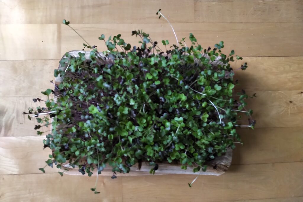 Growing Microgreens