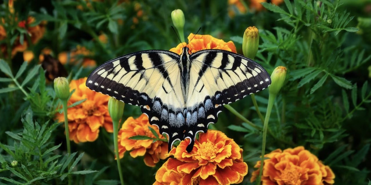 Why Marigold and Cosmos Flowers Belong In Your Garden