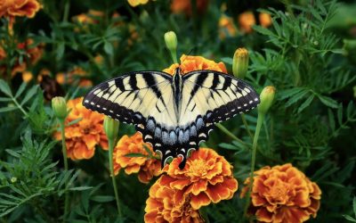 Why Marigold and Cosmos Flowers Belong In Your Garden