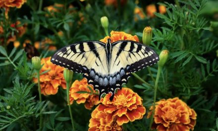 Why Marigold and Cosmos Flowers Belong In Your Garden