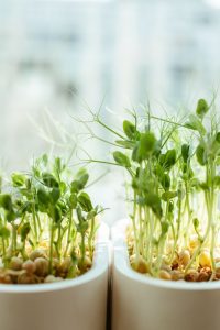 microgreens potted