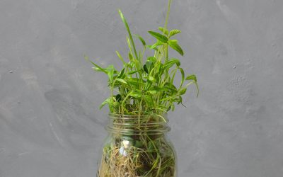 Growing Microgreens In A Jar