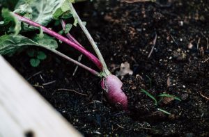 radish growing in soil