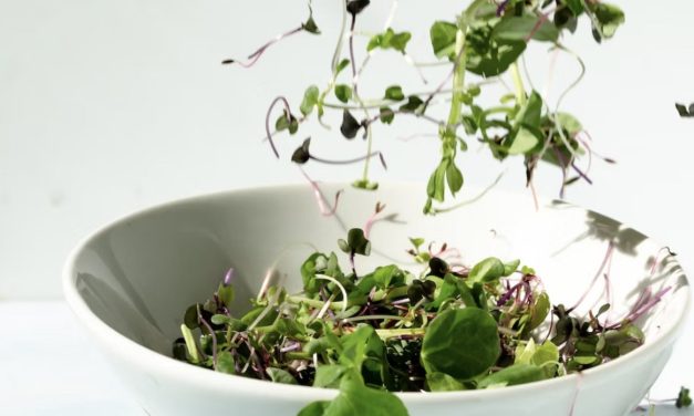 Radish Sprouts: Tips for Growing and Recipe Ideas