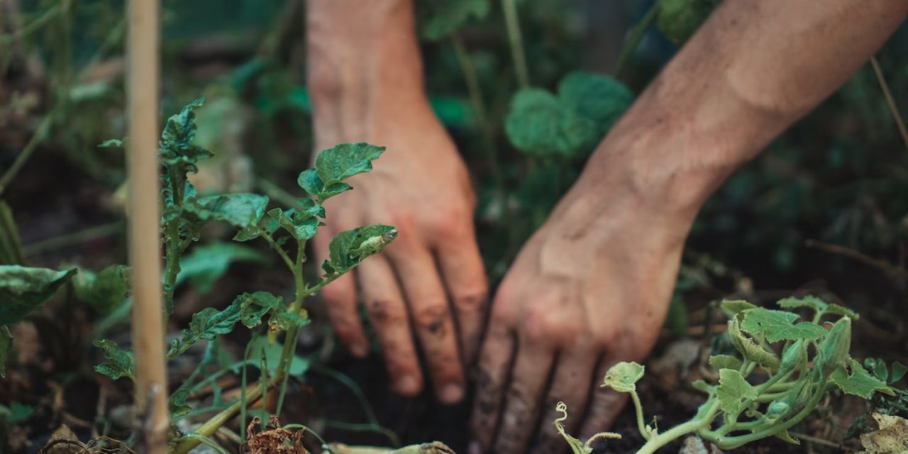 Best Soil to Use for Your Vegetable Garden 