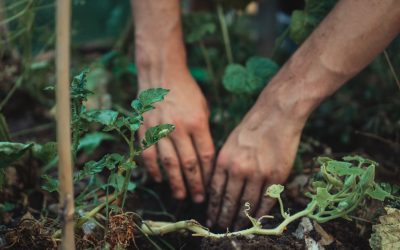 Best Soil to Use for Your Vegetable Garden 