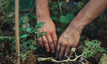 Best Soil to Use for Your Vegetable Garden 