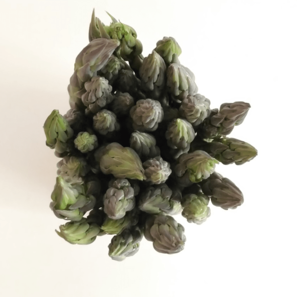 asparagus