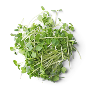 Organic Arugula