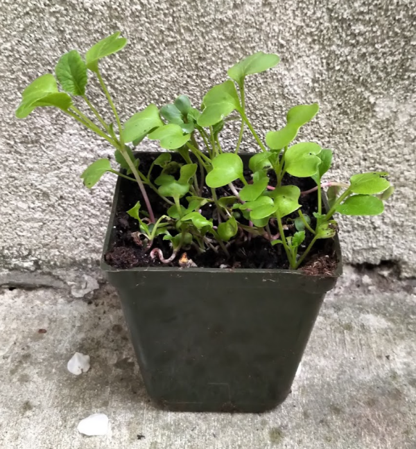 Organic Pea Plant