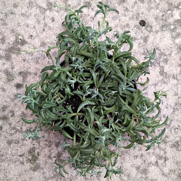 C:\Users\p\Desktop\succulents.png