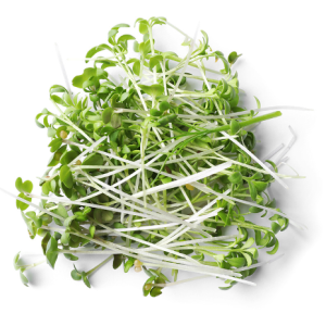 Sunflower Microgreens