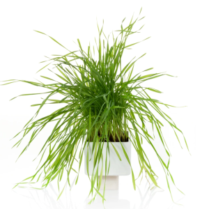 Wheatgrass